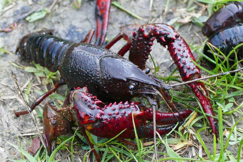 Rode Amerkaanse rivierkreeft (Procambarus clarkii) Foto: EIS Bram Koese